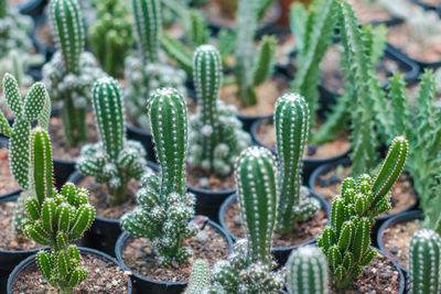 Close-up of succulent plant