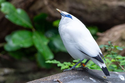 Close-up of bird perching on wood