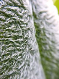 Close-up of leaf