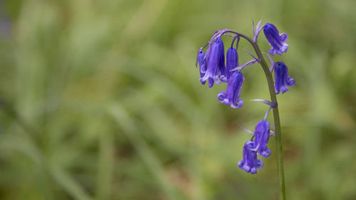 Close-up of purple flowering plant