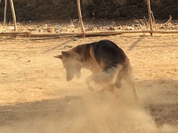 Close-up of dog