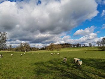 Men on field against cloudy sky