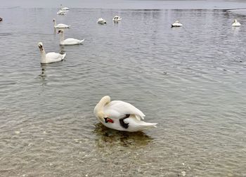 Swans swimming in lake