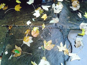 Leaves on ground