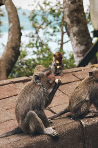 Monkey sitting on the pavement eating