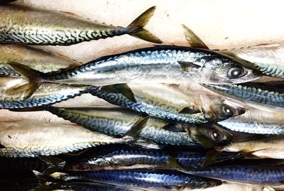 Close-up of fish for sale in market