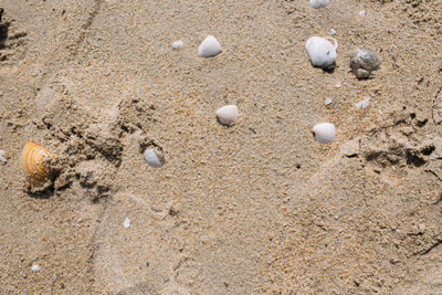 High angle view of shells on sand