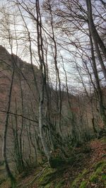 Bare trees in forest