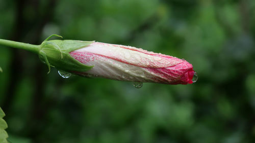 Close-up of raindrops on leaf