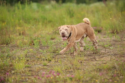 Dog walking in a field