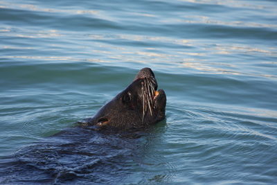 High angle view of sea lion swimming in sea