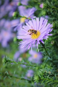 Close-up of bee pollinating on purple flower