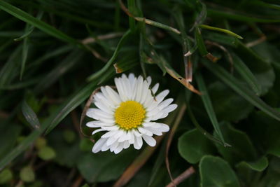 Close-up of white flowering plant