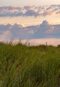 Scenic view of field against sky during sunset