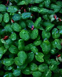 Full frame shot of chopped water drops on leaves