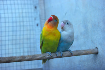 Close-up of parrot perching in cage