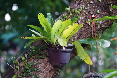 Close-up of potted plant