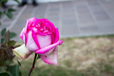 Close-up of pink rose