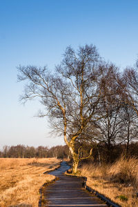 Bare trees on field against clear sky