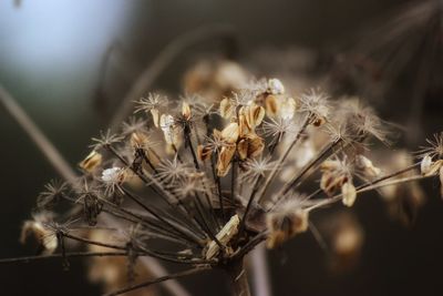 Close-up of wilted plant