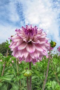 Close-up of pink flowers blooming against sky