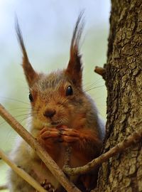 Portrait of squirrel