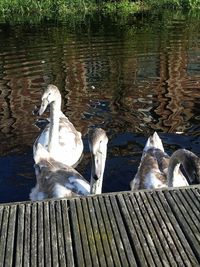 View of birds swimming on lake