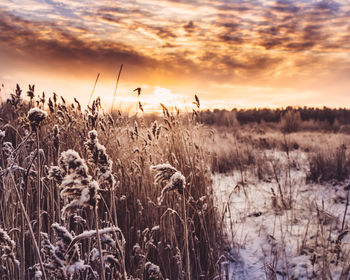 Scenic view of field against cloudy sky