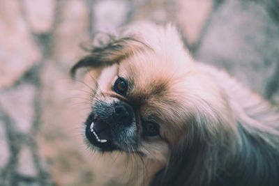 Close-up portrait of dog