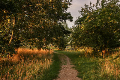 Road amidst trees and plants on field