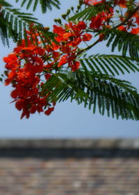 Close-up of red leaves on tree