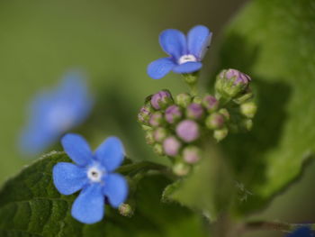 Close-up of purple flowers blooming outdoors