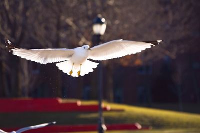 Close-up of bird flying at park