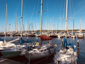 Sailboats moored in harbor