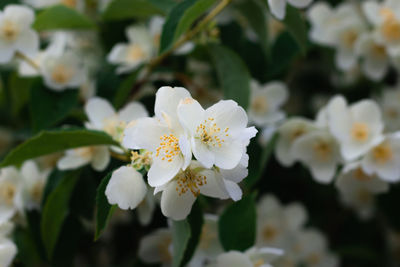 Close-up of white flowering plant