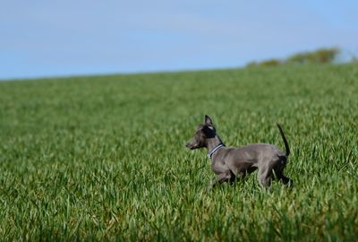 View of a dog on field