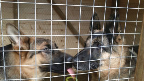 Close-up of german shepherds in cage