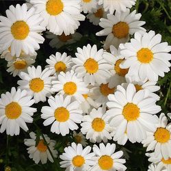 Full frame shot of white daisy flowers