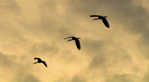 Low angle view of silhouette birds flying in sky