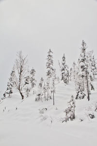 Trees on snow covered land against sky