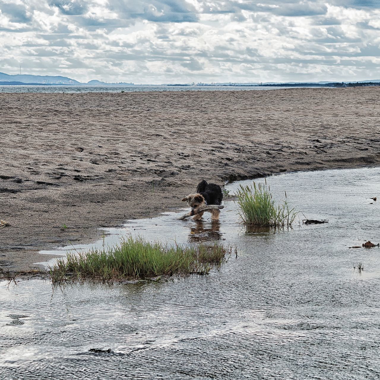 DOG ON THE BEACH