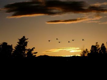 Silhouette of birds flying against orange sky