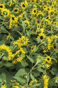 Close-up of sunflowers blooming on field