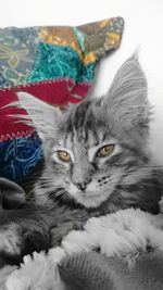 Close-up portrait of cat on bed