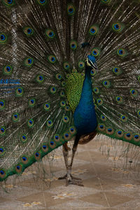 Blue peacock close up