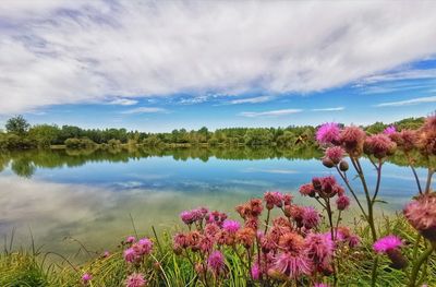 Scenic view of pink flowering plants by lake against sky