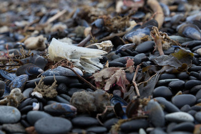 Close-up of pebbles on beach