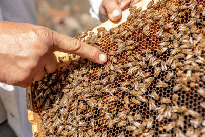 Close-up of bee on hand