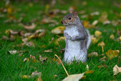 Close-up of squirrel on field