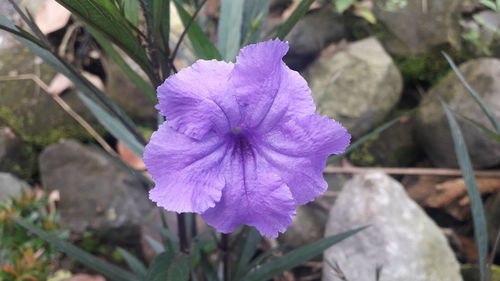 High angle view of purple flowering plant